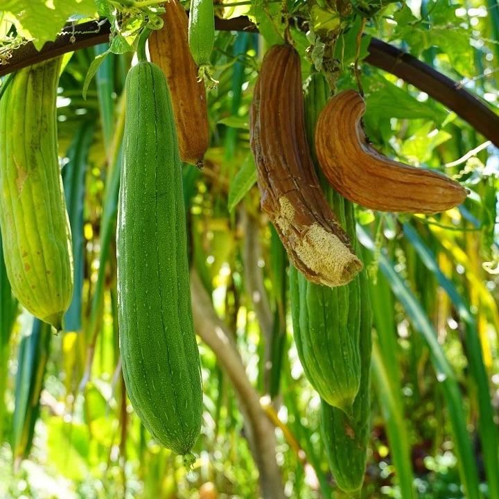 Naturlig Loofah Oppvasksvamp